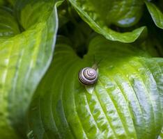 The Snail Crawls on a Green Leaf. Close-up of a Snail With Past Raindrops photo