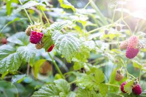 Branch of Ripe Raspberries in a Garden on Blurred Green Background photo