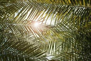 Abstract Background of a Tropical Palm Tree with Sunlight in the Summer on Vacation. Summer Holidays and Outdoor Adventures. A Color Style with a Vintage Tone Filter Effect photo