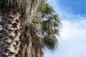 Abstract Palm Bark Texture. Fibrous Palm Tree Trunk Surface Closeup. Palm Tree Bark photo