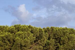 Trees Against the Sky. Forest Tree, Rainforest Ecosystem and Healthy Environment Concept and Background, Green tree Texture photo