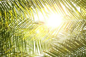 Abstract Background of a Tropical Palm Tree with Sunlight in the Summer on Vacation. Summer Holidays and Outdoor Adventures. A Color Style with a Vintage Tone Filter Effect photo