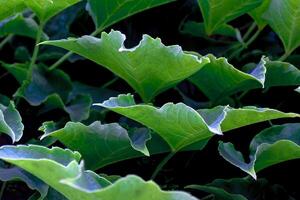 Green Leaves Natural Background. Abstract Green Leaves Texture, Nature Background, Background for Phone Screensaver, Computer photo