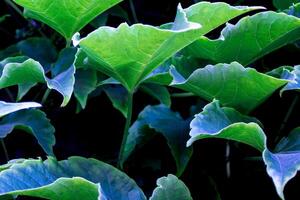 Green Leaves Natural Background. Abstract Green Leaves Texture, Nature Background, Background for Phone Screensaver, Computer photo