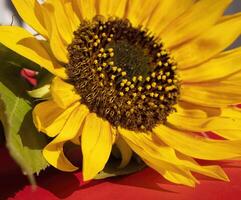Sunflower on a Red Background. Summer Background, Shadows From a Sunflower Flower photo
