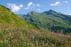 Flowery pastures in the mountain pastures and mountain ranges in summer photo