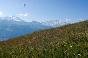 Flowery hill in the mountain pastures and mountain range in summer photo