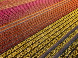 Aerial View of vibrant rows of blooming tulips stretch across the Dutch countryside, showcasing the iconic springtime beauty of the Netherlands. photo