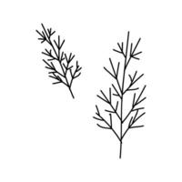 Two sprigs of dill in doodle style on a white background. Culinary illustration. vector