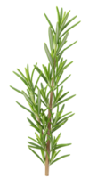 Fresh Rosemary Sprig Isolated on Transparent Background for Culinary Use png