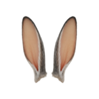 Realistic bunny ears image for Easter and costume design projects png