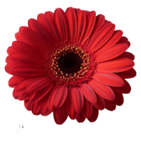 Single Red Gerbera Flower Elegant Minimalist Botanical Image png