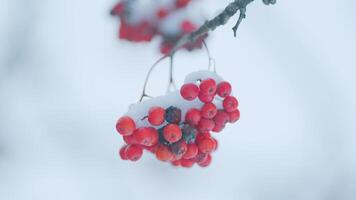 Fruits Of Red Rowan In Winter. Rowan Berries Covered With Snow At Wintertime. video