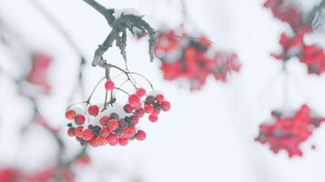 Red Berries Covered With Snow. Background With A Snow-Covered Mountain Ash. Red Rowan In Snow. video