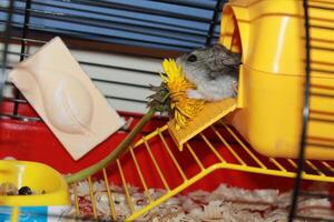 Dwarf hamster eating a dandelion. photo