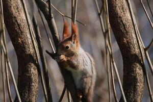 Eurasian red squirrel Sciurus vulgaris eating a hazelnut on a branch. photo