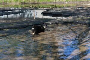 The dog is standing in a puddle on the road. photo