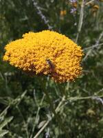 A bee sits on a tansy bright yellow yarrow achillea filipendulina photo