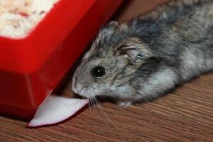 Russian dwarf hamster on a laminate floor eats a radish in the room photo