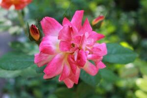 Rosa 'Joseph's Coat' Climbing Rose or Joseph's Coat Multi-colored Rose photo