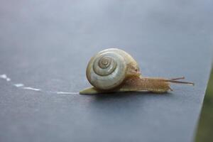 Snail crawling and leaving a trail. photo