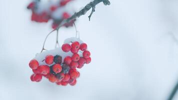 Red Rowan Berries Covered Snow. Winter Frozen Viburnum Under Snow. video
