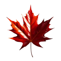 Close-Up of Vibrant Red Maple Leaf with Pointed Tips and Vein Detail on Transparent Background png