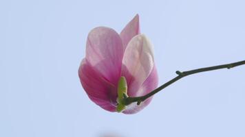 Blooming Pink Magnolia Flower On A Tree Branch. Magnolia X Soulangeana. Blooming Tree In Spring. Close up. video