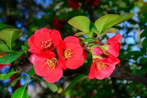 Chaenomeles, red flowers of Japanese quince bloom in spring in a garden, Ukraine. photo