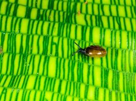 Oxychilus translucidus -Stylommatophora, Zonitidae, small mollusk with a transparent yellow shell on a plant leaf Calathea musaica in topical greenhouse, Odessa photo