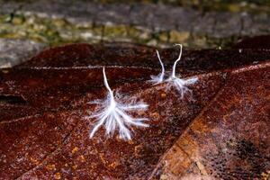 Hyphae of a saprotrophic fungus on a rotting leaf in autumn photo