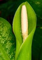 Dieffenbachia flower in spring in a botanical collection in a greenhouse, Odessa. photo