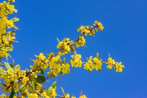 Berberis darwinii, a branch of barberry blooming with yellow flowers in the spring in a garden in Odessa photo