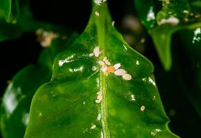 Madeira Mealybug Phenacoccus madeirensis, sucking insect parasite on a leaf of a tropical plant in a greenhouse photo