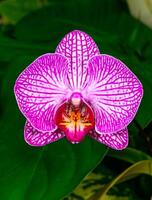 Candy stripe - Phalaenopsis orchids, a red flower of an ornamental hybrid orchid blooming photo