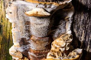 Bjerkandera fumosa, saprotrophic fungus growing on an old rotten stump of a large deciduous tree.. photo