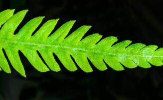 Green leaf of a fern growing in a botanical collection, Ukraine photo