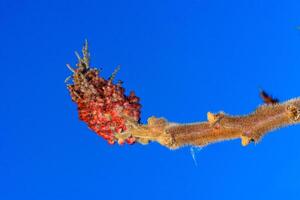 Sumac - Rhus typhina, Anacardiaceae, tip of a branch with wintering buds against a blue sky photo