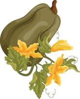 flat icon of a long green pumpkin and green tops with yellow flowers and green leaves next to it, for autumn print, textile or packaging vector