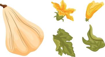 set with white oval pumpkin and green tops with yellow flowers and green leaves next to it, for autumn print, textile or packaging vector