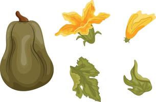 set with long green pumpkin and green tops with yellow flowers and green leaves next to it, for autumn print, textile or packaging vector