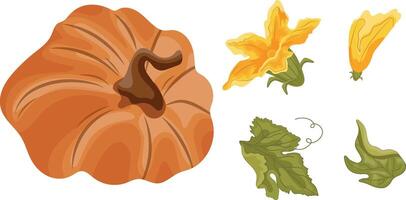 set with round curved orange pumpkin and green tops with yellow flowers and green leaves next to it, for autumn print, textile or packaging vector