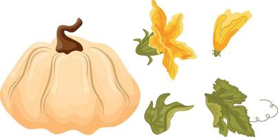 set of flat icons with white round pumpkin and yellow flower and green leaves from under the tops, for autumn printing, textile or packaging vector