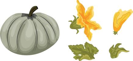 set with round green pumpkin and green tops with yellow flowers and green leaves next to it, for autumn print, textile or packaging vector
