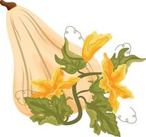 Flat icon of white oval pumpkin and green tops with yellow flowers and green leaves next to it, for autumn print, textile or packaging vector