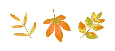 Set of autumn leaves in warm orange and yellow colors, isolated on white background. Botanical collection of fall foliage for seasonal decoration, nature design, or print vector
