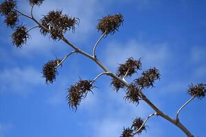 a branch with some brown leaves photo