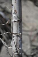 a close up of a tree with a white trunk photo