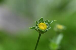 a single yellow flower is in the middle of a green field photo