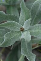 gray-green leaves of a perennial flower photo